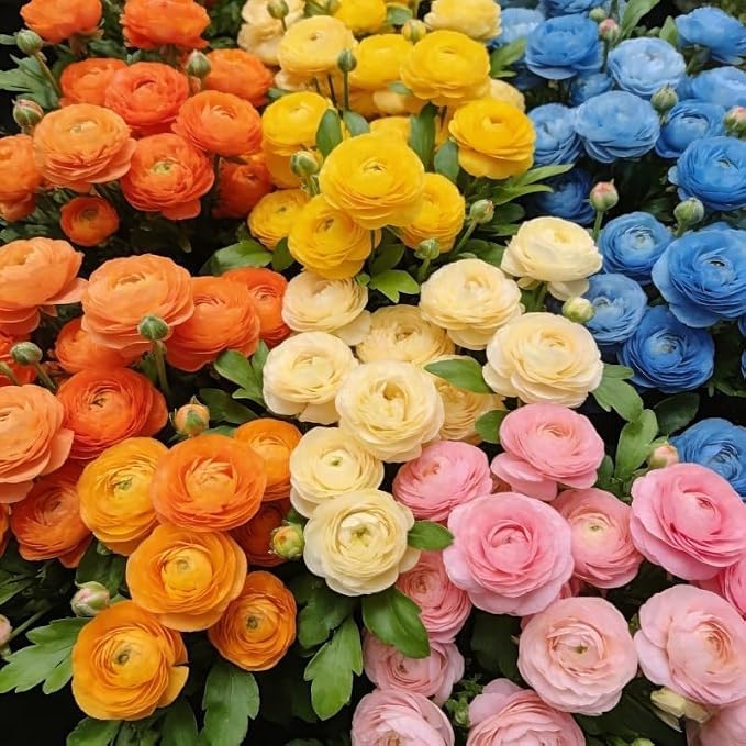 Mixed Ranunculus Bulbs for Planting, 3 PCS Ranunculus Buttercups, Rare Perennial Bulbs for Vibrant Garden Blooms, Borders Outdoor Heirloom Non-GMO