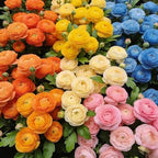 Mixed Ranunculus Bulbs for Planting, 3 PCS Ranunculus Buttercups, Rare Perennial Bulbs for Vibrant Garden Blooms, Borders Outdoor Heirloom Non-GMO