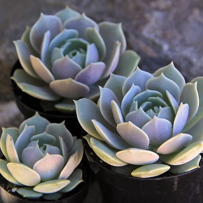 Altman Plants, Lola Echeveria Succulent Plants Live Succulents Plants Live with Pot, Live Indoor Plants Live Houseplants Live Indoor House Plants Indoors Live Plants Outdoor Plants Live Outdoor Plants