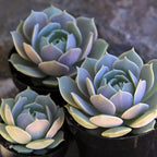 Altman Plants, Lola Echeveria Succulent Plants Live Succulents Plants Live with Pot, Live Indoor Plants Live Houseplants Live Indoor House Plants Indoors Live Plants Outdoor Plants Live Outdoor Plants