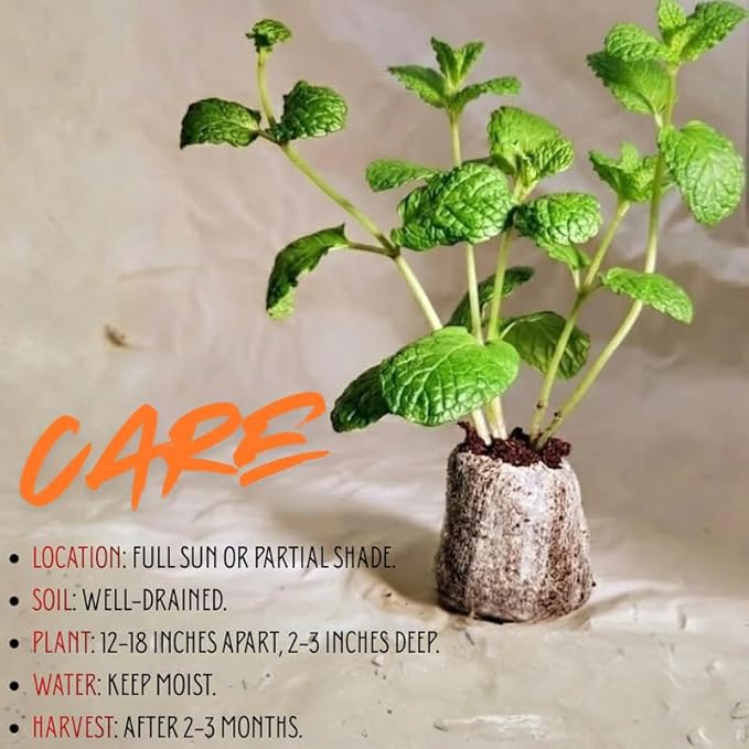 4 Mixed Mint Plants Live for Spring Planting, Fragrant Culinary Herb Mint for Indoor Outdoor Zones 3-11, Very Hardy and Fast Growing, Size 4-7" in Tall