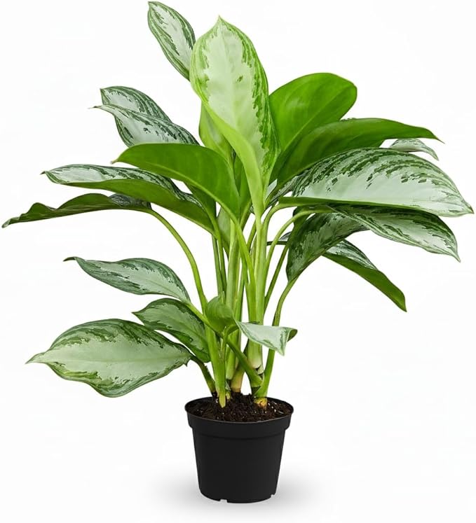 Chinese Evergreen 'Silver Bay' (6 inch) - Lucky Houseplants - 4/6 inch Unique Live Decorative Houseplants - Easy to Care Indoor Plants, Perfect for Office, Home & Feng Shui Decor