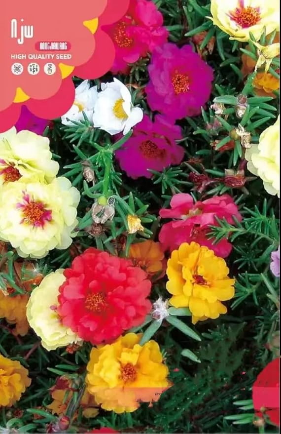 Mixed Color-10000 Sun Rose Seeds - Mexican Rose, Portulaca Grandiflora Mix, Moss-Rose Purslane, Eleven O'clock, Rock Rose