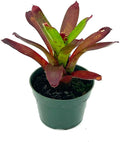 ragnaroc Live Plants – Bromeliad Neoregelia Kryptonite, 4-8" in 4" Pot - 1ct - Live Arrival Guaranteed - House Plants for Home Decor & Gift