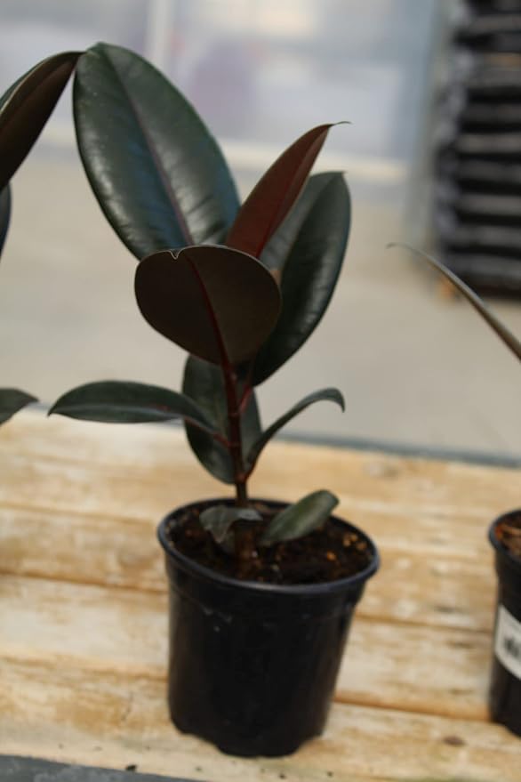 Rubber Plant - 5 Live Plants in 4 Inch Pots - Ficus Elastica “Burgundy” - Beautiful Easy Care Air Purifying Indoor Houseplant
