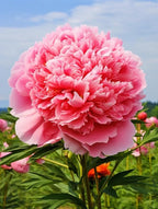 Peony Seeds for Garden Planting, 99 Pieces, Mixed Colors, Perennial Flowers with Ruffled Blooms