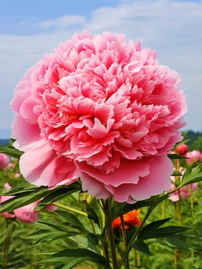 Peony Seeds for Garden Planting, 99 Pieces, Mixed Colors, Perennial Flowers with Ruffled Blooms