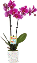 Green Circle Growers 5" Magenta Orchid in Terrazzo Pink Planter, Live Plant – Proud of You