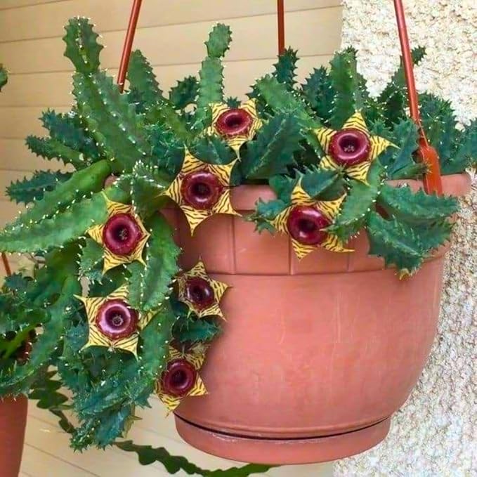 Starfish Cactus Plant in 2 Inch Pot, Live Indoor Succulent for Pot and Hanging Basket, Easy Care Indoor, Outdoor Plants