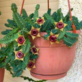 Starfish Cactus Plant in 2 Inch Pot, Live Indoor Succulent for Pot and Hanging Basket, Easy Care Indoor, Outdoor Plants