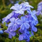 3 Blue Plumbago Plants Live, 4-7 Inches Tall, Tropical Flowering Shrub for Garden or Containers