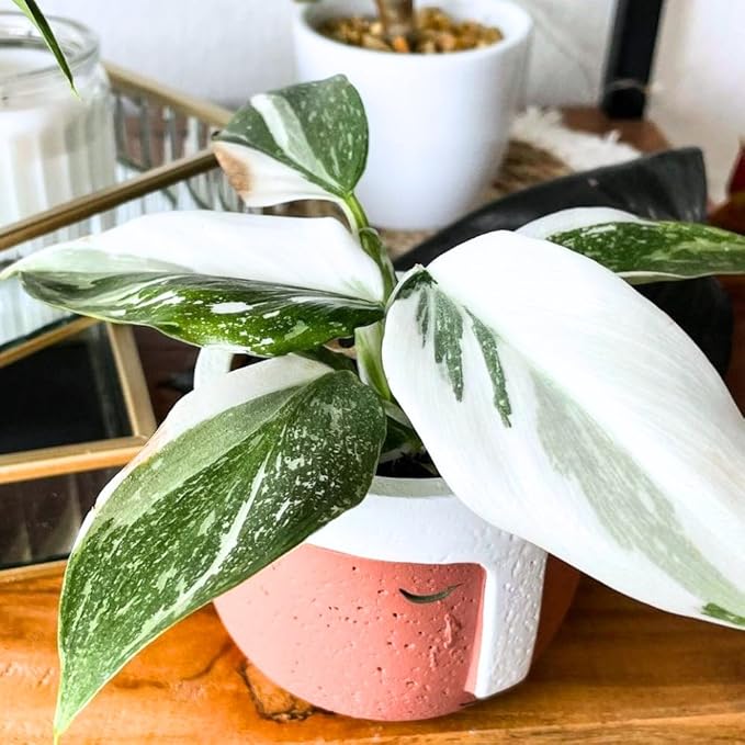 Princess Philodendron Plant, Rare Tropical Variegated Live Indoor Houseplant, 5-8" Tall, No Pot (Mixed Princess Philodendron Plants)