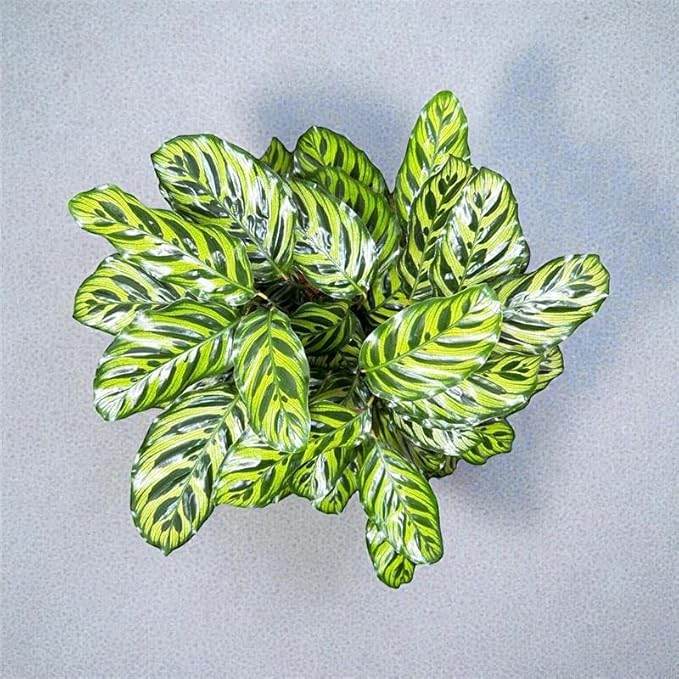 Calathea Makoyana – 10 Inches Grower Pot – Peacock Plant – Live Air Purifying Indoor Plant with Patterned Green Leaves, Easy Care Tropical Home Décor