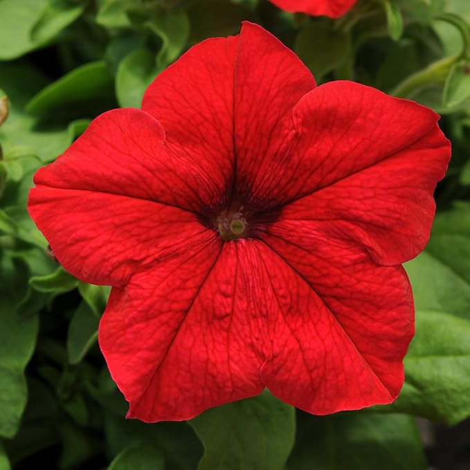 Live Petunia Flowers (4 Pack), Red Flowering Plants for Spring Gardening, Easy Plant Care, Garden Annuals, Red Petunias Multipack, Sun Loving Outdoor Annual