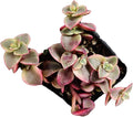 Live Succulent Cactus Plants from USKC (2" Pot) (Crassula Pellucida Variegata/Calico Kitten)