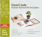 Brussel's Bonsai - Live Dwarf Jade Bonsai Tree Starter Kit with Ceramic Bonsai Pot & Bonsai Soil, Indoor Bonsai Plant Kit, Easy Care Houseplant for Beginners (Green)