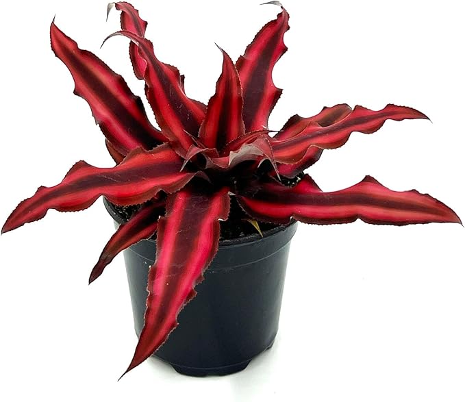 ragnaroc Live Plants – Cryptanthus ‘Red Star‘, 4-8" in 4" Pot - 1ct - Live Arrival Guaranteed - Succulents and House Plants for Home Decor & Gift