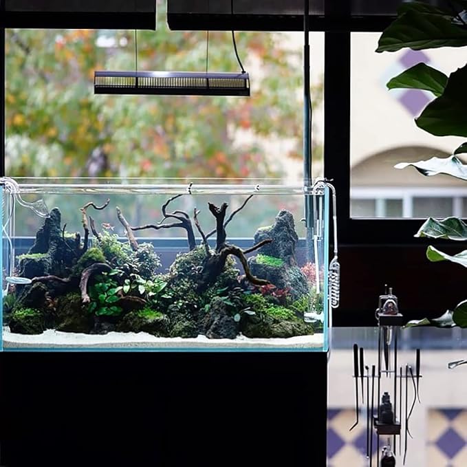 Ultum Nature Systems Homalomena Sp. Sekadau South Tissue Culture Live Plant for Aquarium, Aquascape, Freshwater Fish Tanks - 100% Snail Free in Vitro
