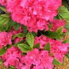 Double Dark Pink Azalea Plant Live, 7 Months Old Rhododendron Like, Azalea Rhododendron Tree Flowers Plants Live Bush in Pot