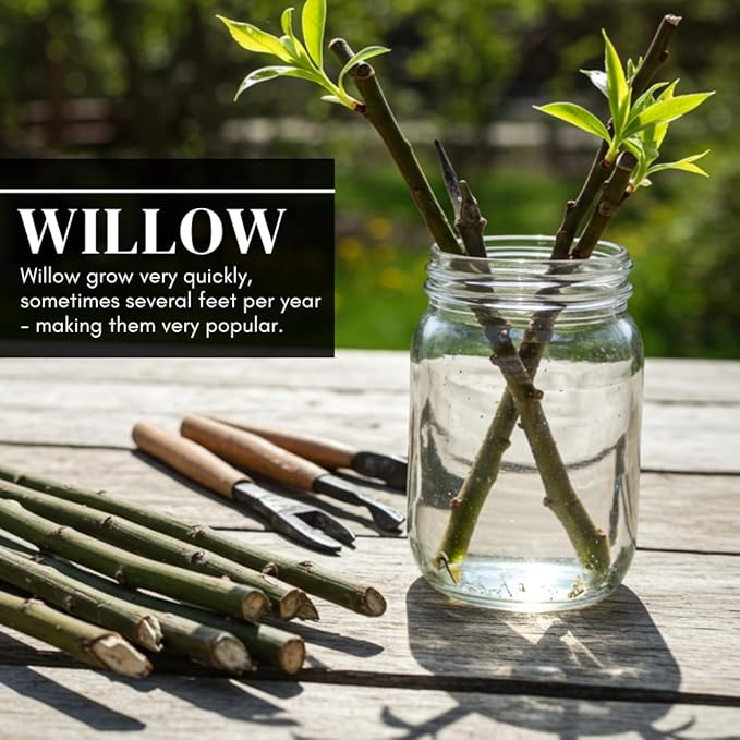 Willow Bonsai Tree Forest Kit for Growing - 8 Inch Pot & Tray, Soil, 15 Trees Included - Complete Beginner Bonsai Gift Set - Unique Gardener Gift, Secret Santa & Holiday Bonsai Kit - White Elephant