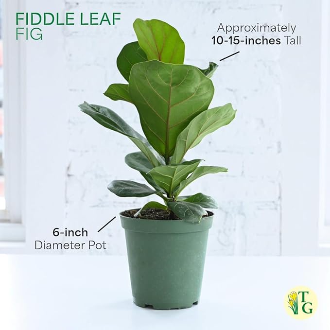 Thorsen's Greenhouse Ficus Lyrata, Fiddle Leaf Fig Plant, Rare, Live Indoor Plant, Collector Plant, Beautiful Foliage, Statement Piece, 6" Diameter Pot (Nursery Pot, 6" Pot)