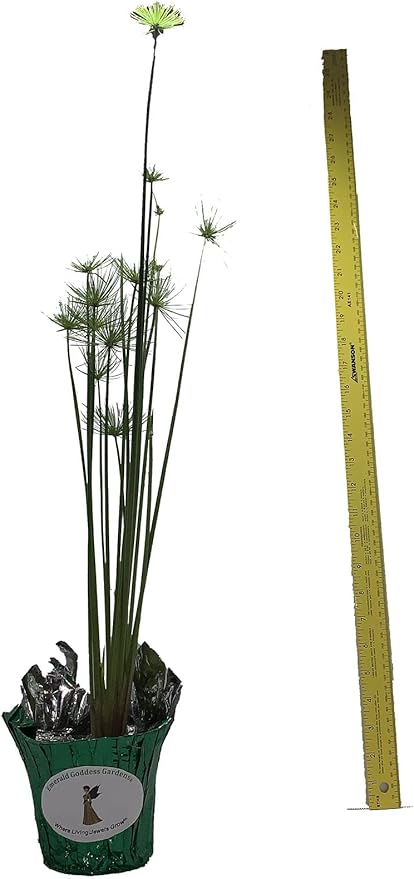 Dwarf Egyptian Papyrus - Cyperus isocladus - Non-Invasive - Indoor | Outdoor - Water Garden Bog - Live Plant - Green Texture - Emerald's - Starter Size - 4 Inch Pot
