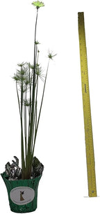 Dwarf Egyptian Papyrus - Cyperus isocladus - Non-Invasive - Indoor | Outdoor - Water Garden Bog - Live Plant - Green Texture - Emerald's - Starter Size - 4 Inch Pot