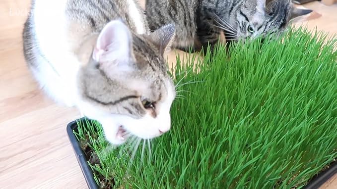 Seeds Cat Grass Complex Vitamin Non GMO Heirloom 600 Seeds