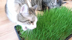 Seeds Cat Grass Complex Vitamin Non GMO Heirloom 600 Seeds