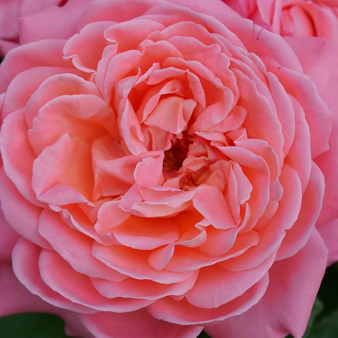 Proven Winners 2 Gal. Reminiscent Coral Rose Shrub