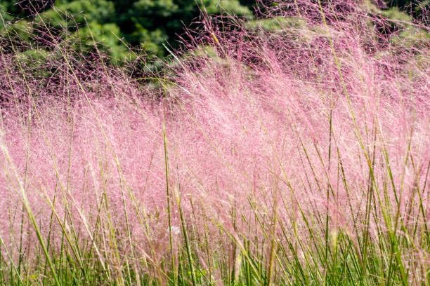Pink Ornamental Grass Seeds Mix for Planting - 250+ Seeds: Pink Muhly, Pampas & Foxtail Set for Vibrant Garden Borders & Landscaping, Perennial Flowering Displays