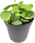Peperomia 'Hope' (4 inch) - Pet-Friendly Houseplants - Attractive Indoor Plants, Easy to Grow, Pet Safe Plants for Cats & Dogs, Ideal for Home Decor, Office & Gift
