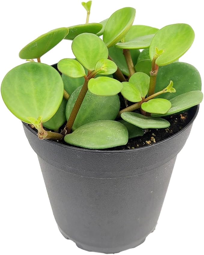 Peperomia 'Hope' (4 inch) - Pet-Friendly Houseplants - Attractive Indoor Plants, Easy to Grow, Pet Safe Plants for Cats & Dogs, Ideal for Home Decor, Office & Gift