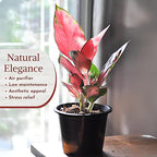Aglaonema Live Plant Collection (4-Pack) - Chinese Evergreen Plants in 2-Inch Pots | Easy-Care Indoor Houseplants | Perfect for Low Light, Office Decor, and Air Purification