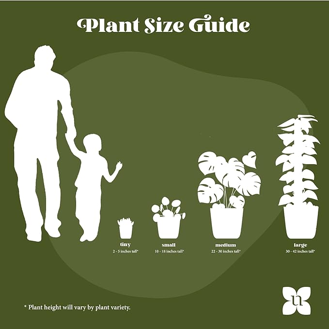 United Nursery Fiddle Leaf Fig Live Plant 24–30 inches Tall in 10 inch Nursery Pot, Indoor House Plant for Bright Home and Office Spaces