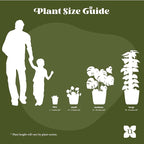 United Nursery Fiddle Leaf Fig Live Plant 24–30 inches Tall in 10 inch Nursery Pot, Indoor House Plant for Bright Home and Office Spaces