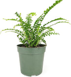 Fern Lemon Button Live Plant – Nephrolepis Cordifolia ‘Duffii’ – Pet Friendly Houseplant – Airy Compact Desk Plant (Nursery Pot, 6" Pot)