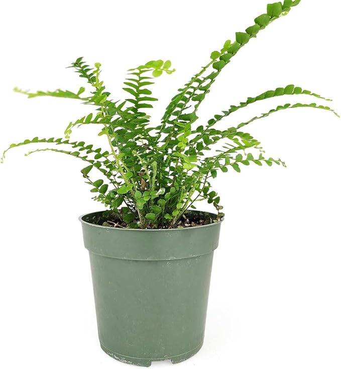 Fern Lemon Button Live Plant – Nephrolepis Cordifolia ‘Duffii’ – Pet Friendly Houseplant – Airy Compact Desk Plant (Nursery Pot, 3" Pot)