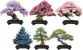 6 Types of Bonsai Tree Seeds for Planting - Pick from 3 Kits or Get Them All (Kit 3-6 Types)
