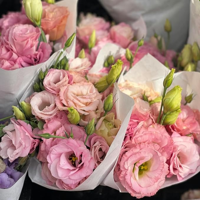 Eustoma Lisianthus Plant Live, Lisianthus Flowers Well Rooted Plug 2-3 Inch Height, Lisianthus Thornless Roses Seedling (Pink Lisianthus)