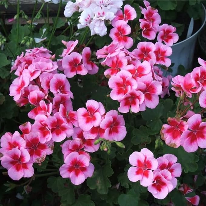 Set 2 Geranium Plants Live, 4-9 Inches Tall, Hardy Flowering Geraniums for Garden or Pots, Fragrant Perennial Blooms (Rose Geranium)