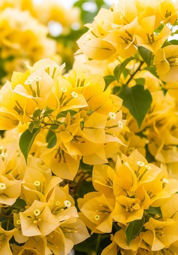 2 Bougainvillea Live Plants, Tropical Bougainvillea Flowering Vine, Fast Growing Outdoor and Container Plant, 4-8'' Tall (Yellow Blooms)