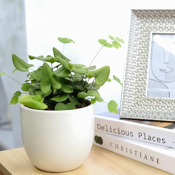 Fern 'Heart' (6 inch) - Lucky Houseplants - 4/6 inch Unique Live Decorative Houseplants - Easy to Care Indoor Plants, Perfect for Office, Home & Feng Shui Decor