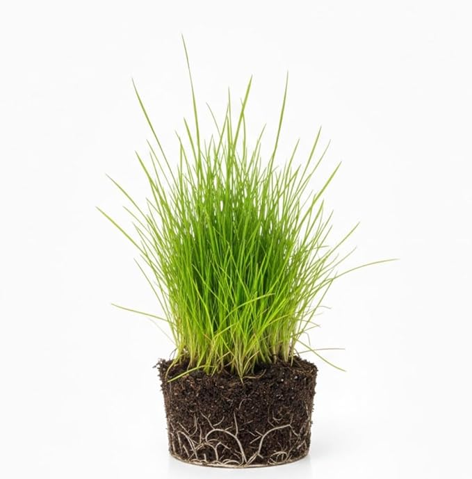 Dwarf Hairgrass Plant Live, Aquarium Pond Plant, Freshwater Aquarium Plant, 4 to 6 Inches Tall