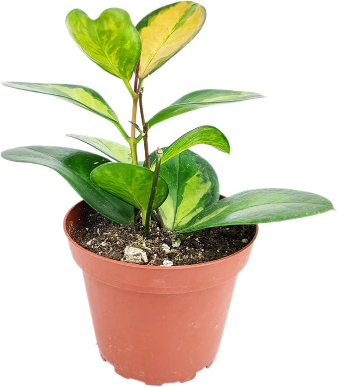 Hoya Australis Lisa (4" Grower Pot) - Low Light and Healthy Houseplant - Easy to Care Indoor Houseplant