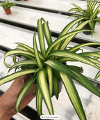 Generic Spider Plant - Easy Grow/Cleans The Air - 4in Pot Live Plant BSBD, green white