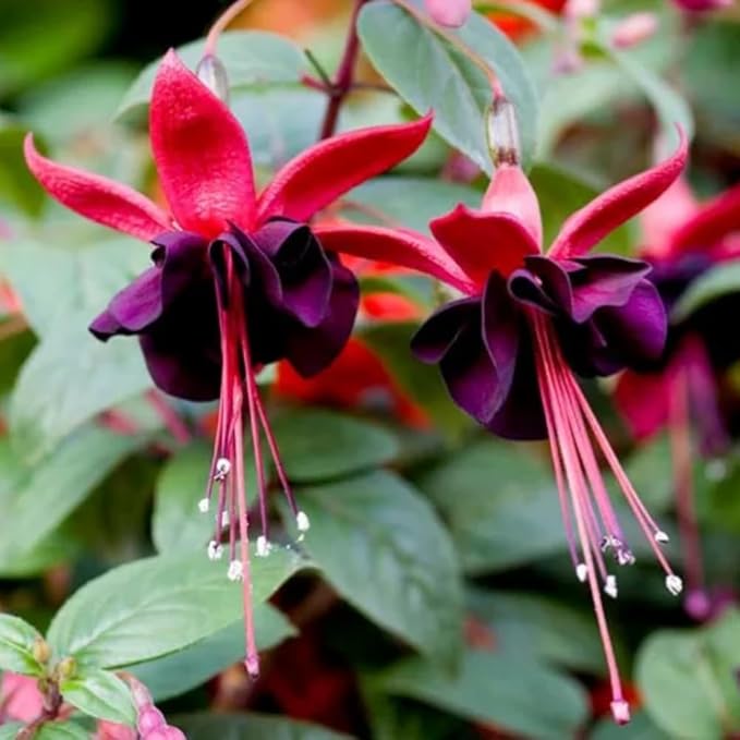2 Fuchsia Flower Plants, Red Black Fuchsia Plants Well Rooted, 3 to 5 Inch Tall