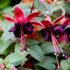 2 Fuchsia Flower Plants, Red Black Fuchsia Plants Well Rooted, 3 to 5 Inch Tall