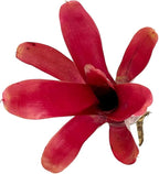 ragnaroc Live Plants - Bromeliad Neoregelia 'Fireball', Large 5-7" - 2ct - Live Arrival Guaranteed - House Plants for Home Decor & Gift