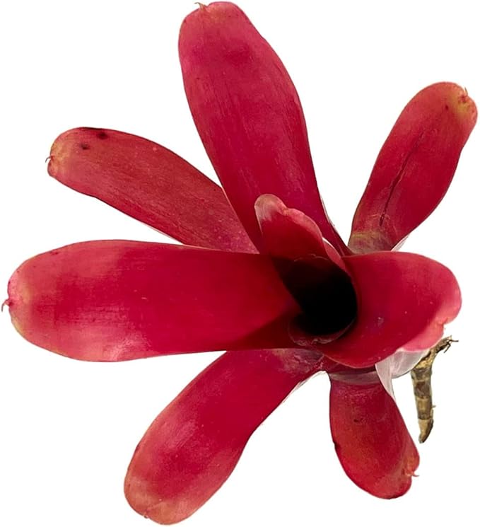 ragnaroc Live Plants - Bromeliad Neoregelia 'Fireball', Large 5-7" - 2ct - Live Arrival Guaranteed - House Plants for Home Decor & Gift